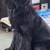 Foto van Willemijn - baasje van Vika .           Bams  en Ogin   ¥ .