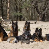 Foto van Knigthwatch OudDuitseherder kennel