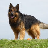 Foto van Knigthwatch OudDuitseherder kennel