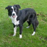 Foto van Babs & Border Collie Flye
