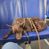 Foto van Bush dog