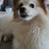 Mya ! Mijn lieve kleine keeshond