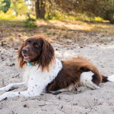 Foto van Sjoerd Huisman