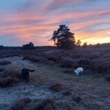 Foto van sylvia