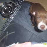 Tyson alweer 9 weken