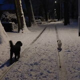 Foto van sylvia