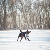 Foto van Bush dog