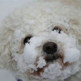 Krummie is dol op sneeuw, dan verveelt ze zich niet dus:) Het liefst…