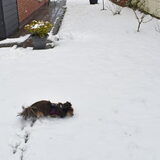 Lotus houd niet echt van sneeuw.