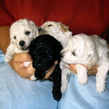 4 mooie pups had Krum, de zwarte vlek in het midden heet T-rex en woont…