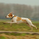 Onze Dusty, een Engelse Pointer. Erg actief, maar een ontzettende schat…
