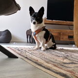 Foto van Jippie