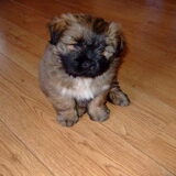 buddy, 9 weken oud