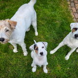 Foto van Fudge, Chunky, Maylo † & Ziko † en baasje Laura