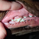 Foto van Bush dog