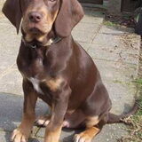 Foto van Juut & Brownie