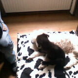 Diesel en Cody