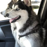 Blue & Gino samen mee in de Auto