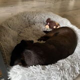 Foto van Botteke en Big Winnie