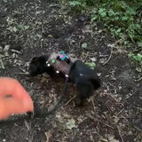 Foto van Botteke en Big Winnie