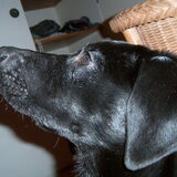 mijn kleine flap oor