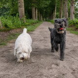 Foto van sylvia