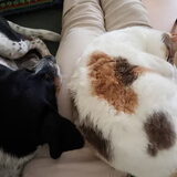 Foto van Ellen, vrouwtje van Noortje