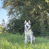 Foto van Lavina