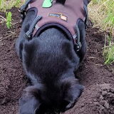 Foto van Botteke en Big Winnie