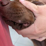 Foto van Bush dog