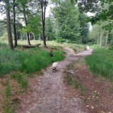 Foto van sylvia