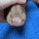 Foto van Bush dog