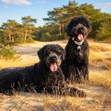 Foto van sylvia