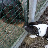 Kennis maken met de pony:)