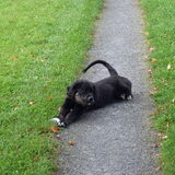 Ollie, liever lui dan moe.