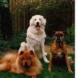 Het A-Team. Teddy de Chowchow. Pajtas in het midden als jonge kuvasz…