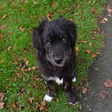 Foto van Marga en de honden Balou R.I.P., Lotus en kat Nemo.