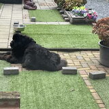 Foto van Willemijn - baasje van Vika .           Bams  en Ogin   ¥ .