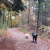 Foto van sylvia