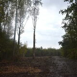Er word behoorlijk in het bos gekapt.