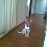 Foto van nora jazzy en poppy