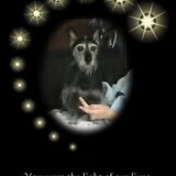 Foto van Wilma baasje van Shorty en Boomer