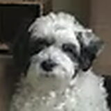 Boomer geboren 18 januari 1997