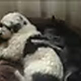 Foto van Wilma baasje van Shorty en Boomer