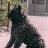 Max One in a Lifetime R.I.P.