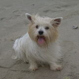 Hallo en ik ben de 3 weken oudere vriend van Gizmo ( malteser/shih-tzu…