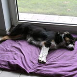 wat een honden leven
