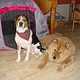 Foto van chantal Skye en Floki *Bailey *Devil en *Gizmo
