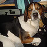 Foto van chantal Skye en Floki *Bailey *Devil en *Gizmo