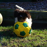 Grote bal, klein hondje (nog wel!)